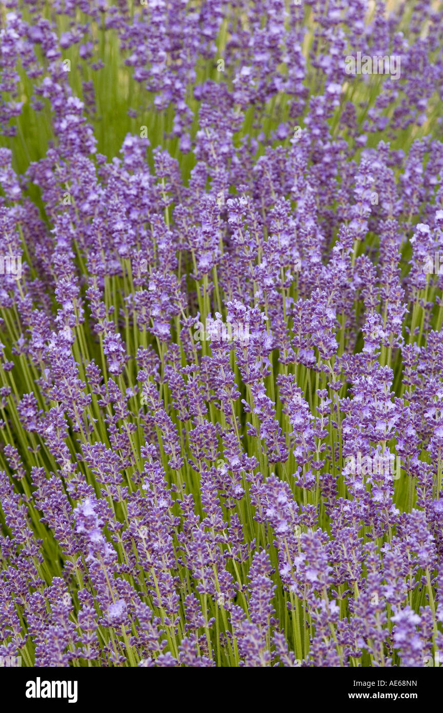 Lavandula angustifolia Hardy Lavender with bright lilac blue flowers