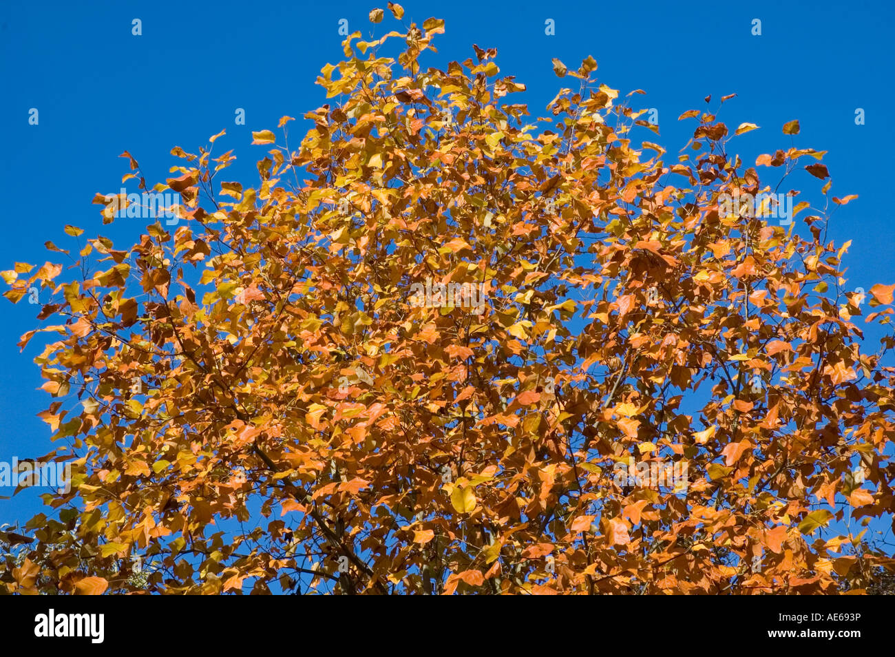 Autumn Fall foliage of the Liriodendron tulipifera Tulip Tree against clear blue sky Rusty orange yellow and gold colours Stock Photo