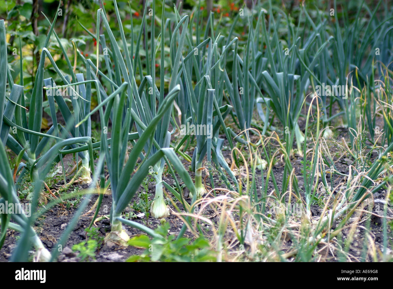 Home grown vegetables english hi-res stock photography and images - Alamy