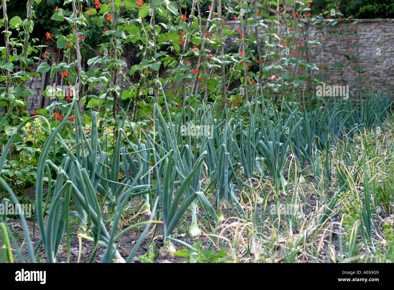 Onions growing home in hi-res stock photography and images - Alamy