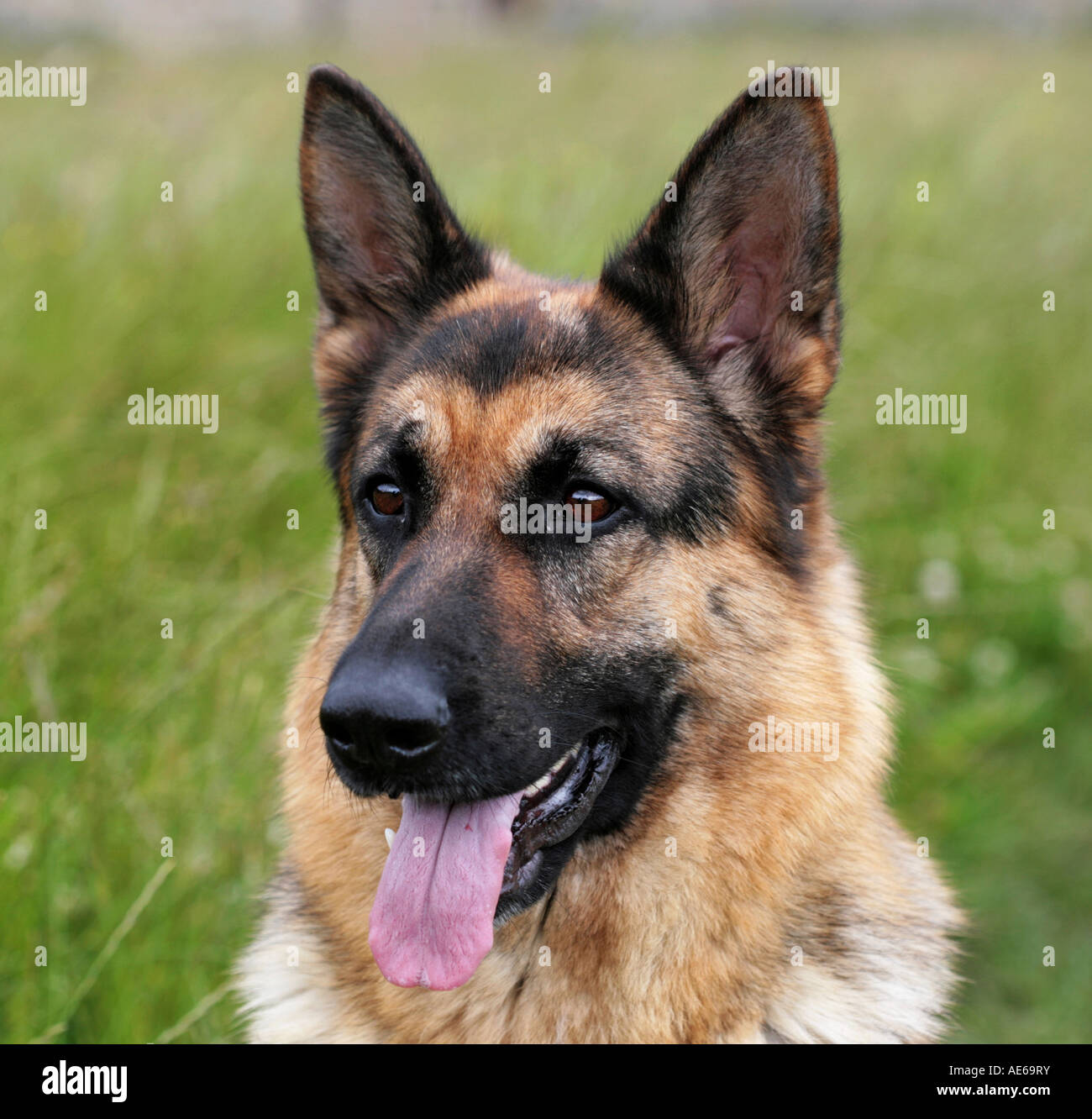 english to german shepherd