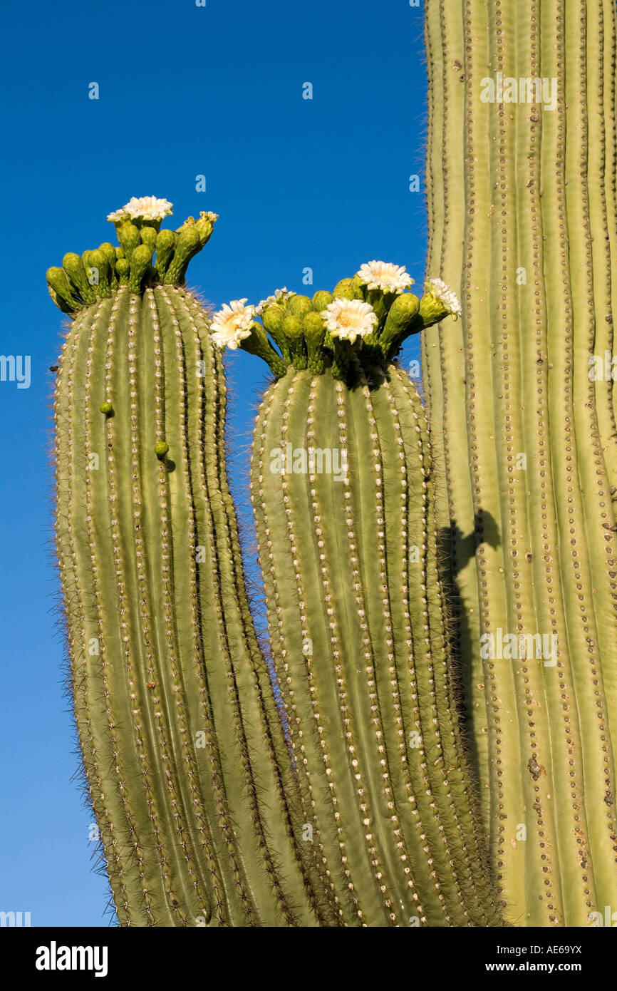 Saguaro Cactus in bloom Carnegiea gigantea aka Cereus giganteus Sonoran Desert near Tucson Arizona Stock Photo