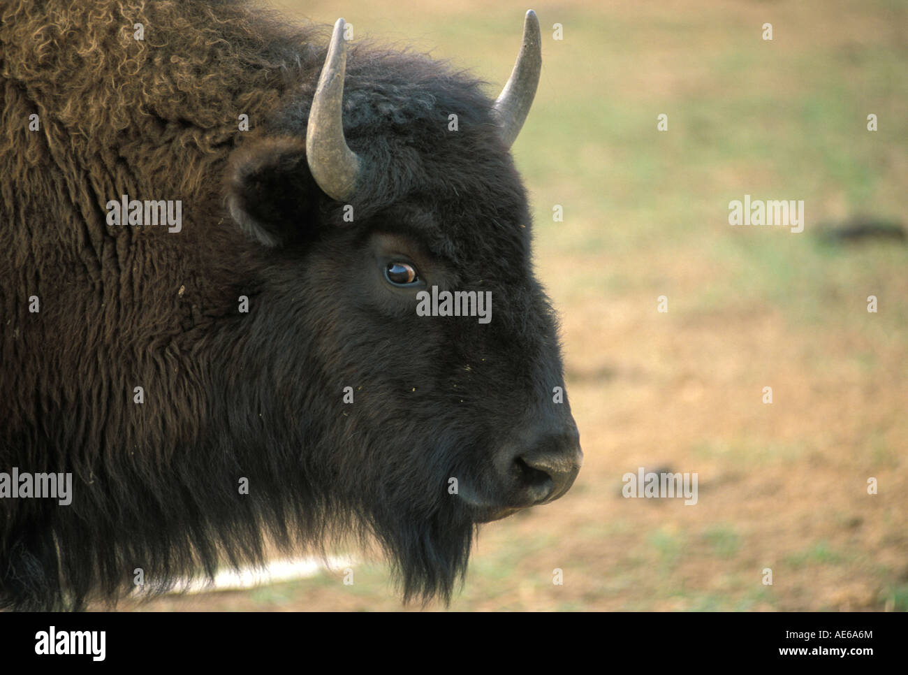 Portrait of a farm raised buffalo Stock Photo