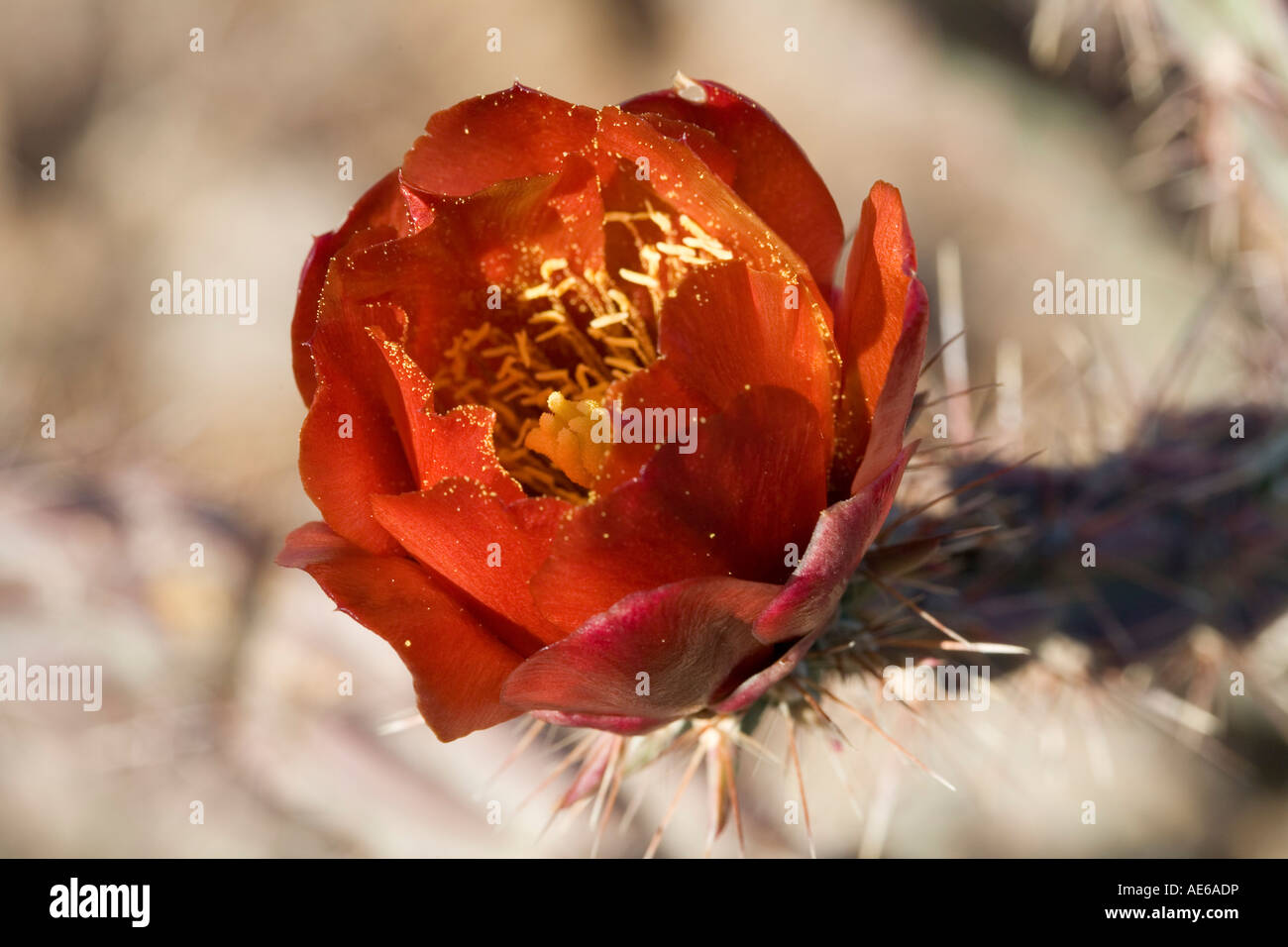 Staghorn Cholla Opuntia versicolor flower Sonoran Desert near Tucson Arizona Stock Photo