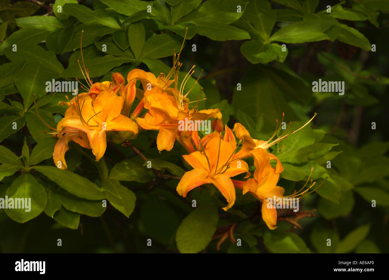 Wild Flame Azalea on Blue Ridge Parkway Va USA Stock Photo Alamy