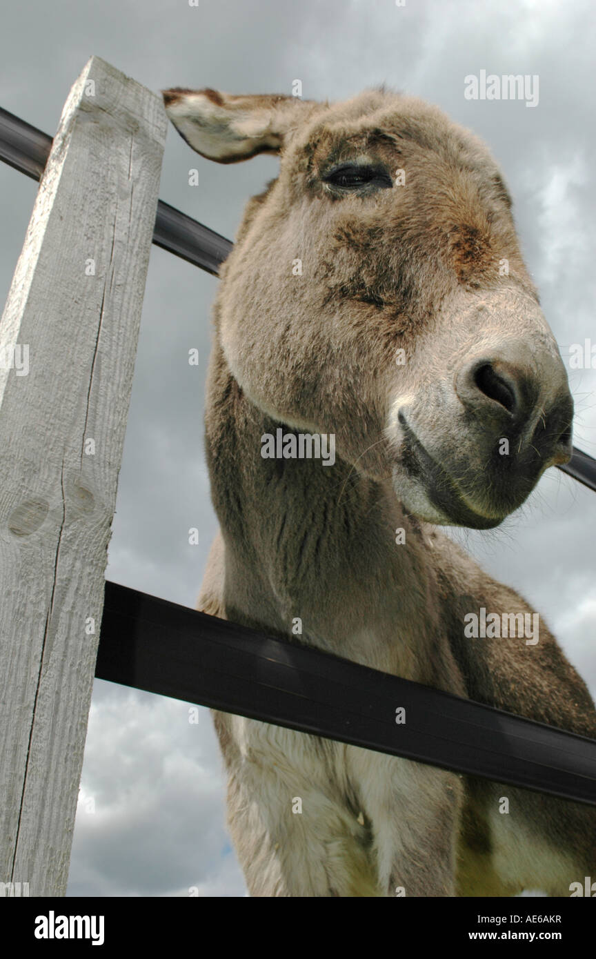 Low angle of a donkey looking through a fence Stock Photo