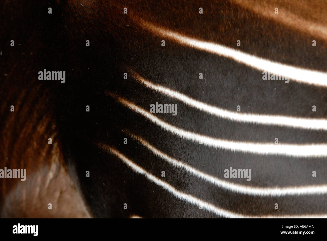 Okapi Okapia detail Stock Photo - Alamy