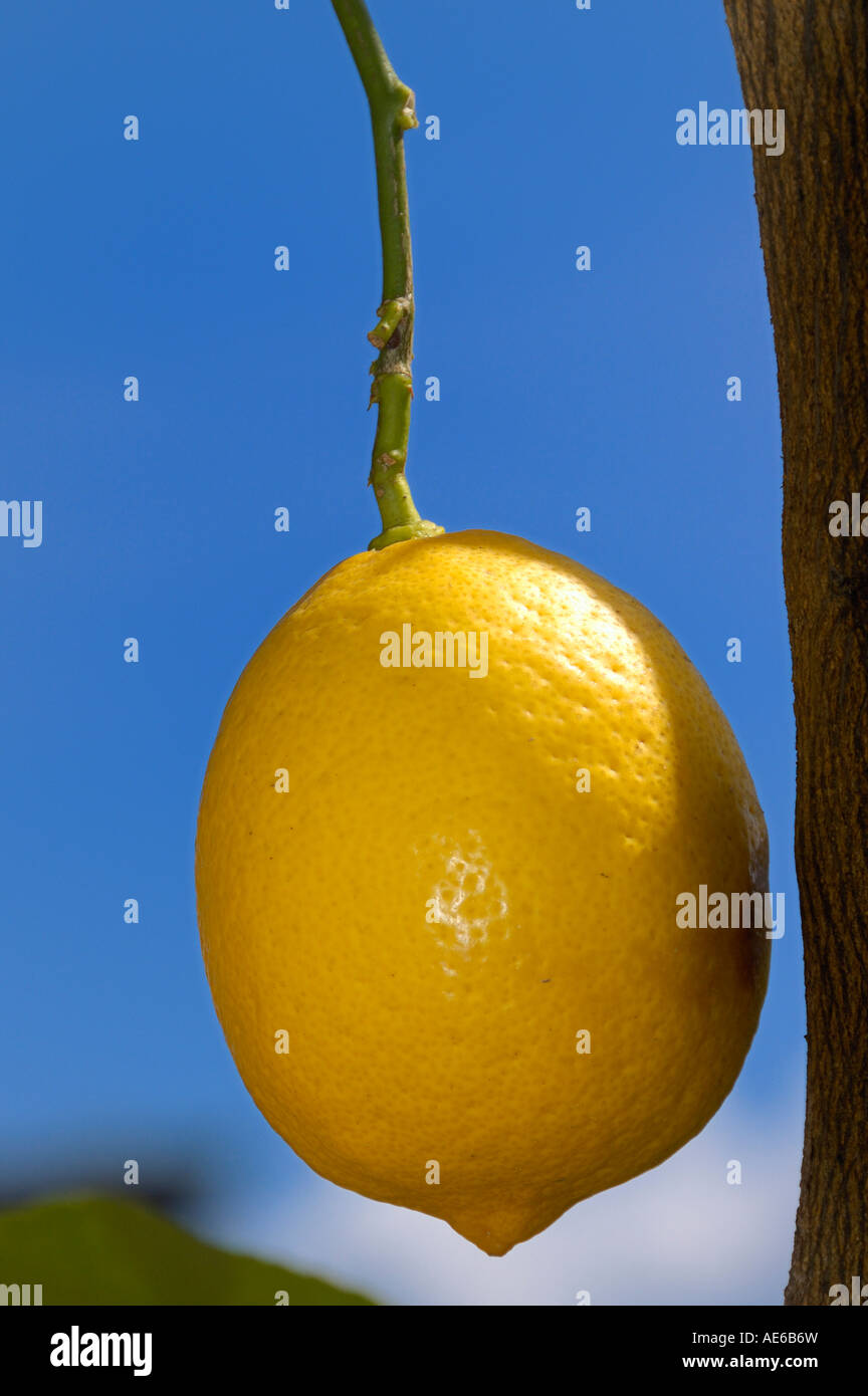 Lemon Stock Photo