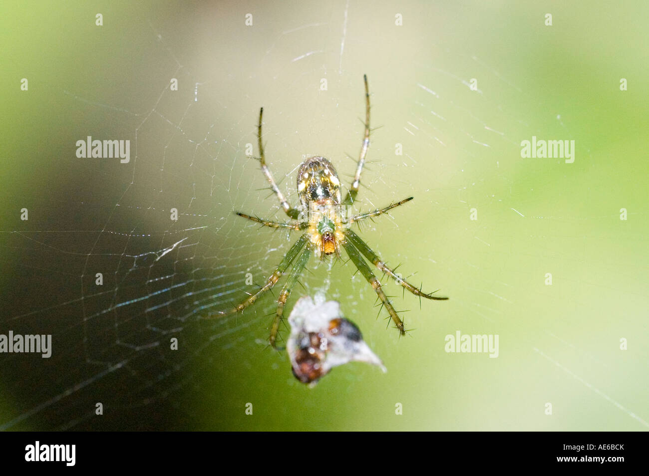 Spider wrapping its prey in silk in a web Stock Photo