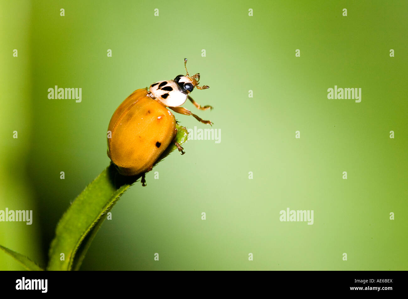 Lady bug beetle on a blade of grass Stock Photo