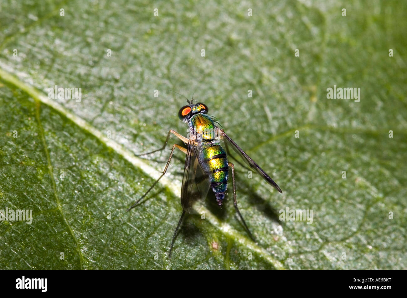 Tiny iridescent fly on a leaf Stock Photo