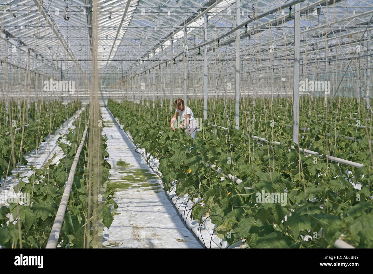 the largest greenhouse Stock Photo Alamy