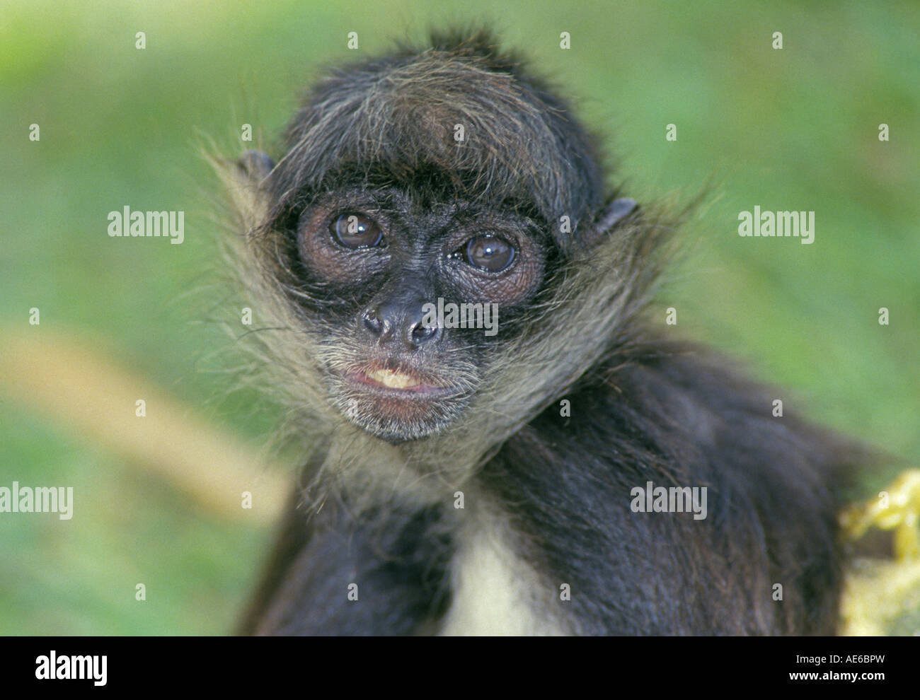 Macaco aranha de testa branca hi-res stock photography and images - Alamy