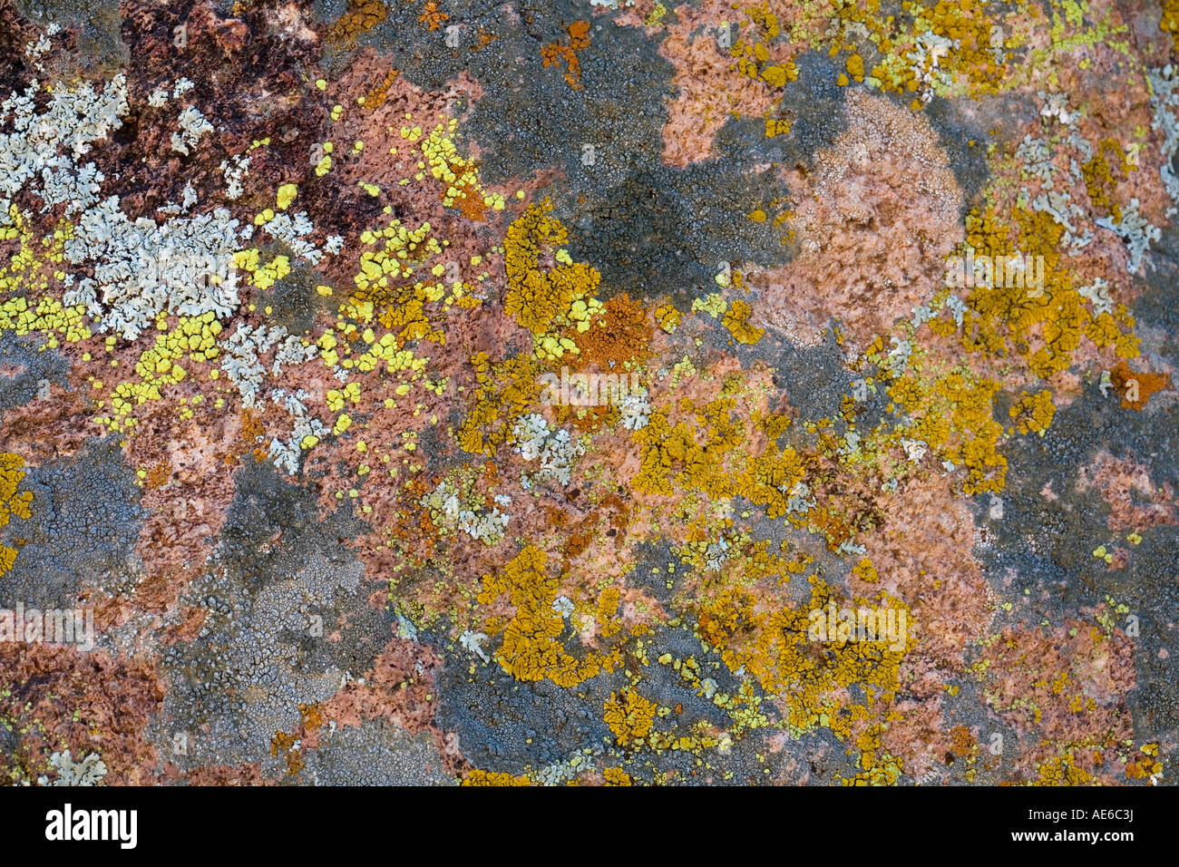 Mixed Lichens cover the side of a boulder in the Sonoran Desert near Tucson Arizona Stock Photo