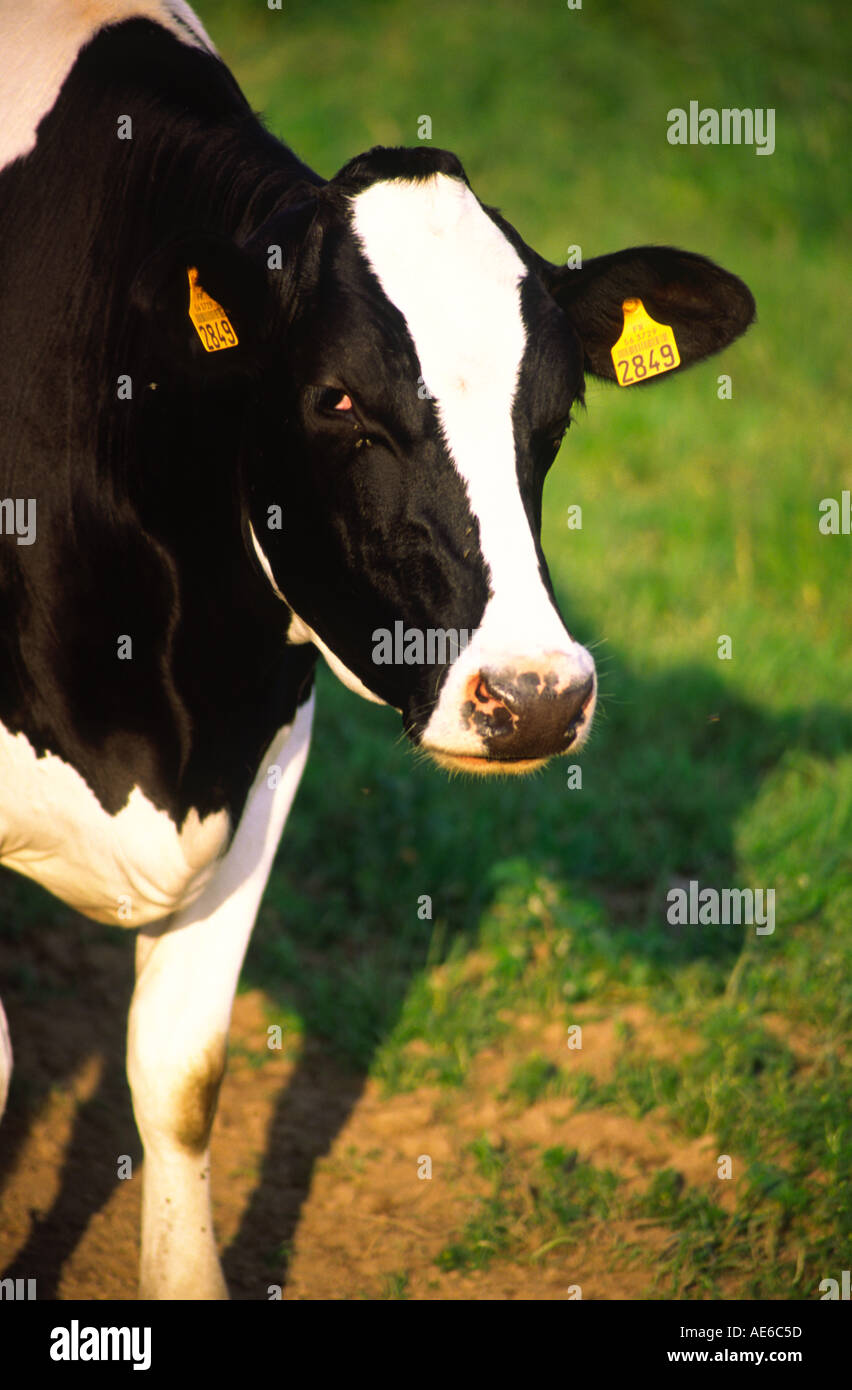 Black and white cow dairy hi-res stock photography and images - Alamy