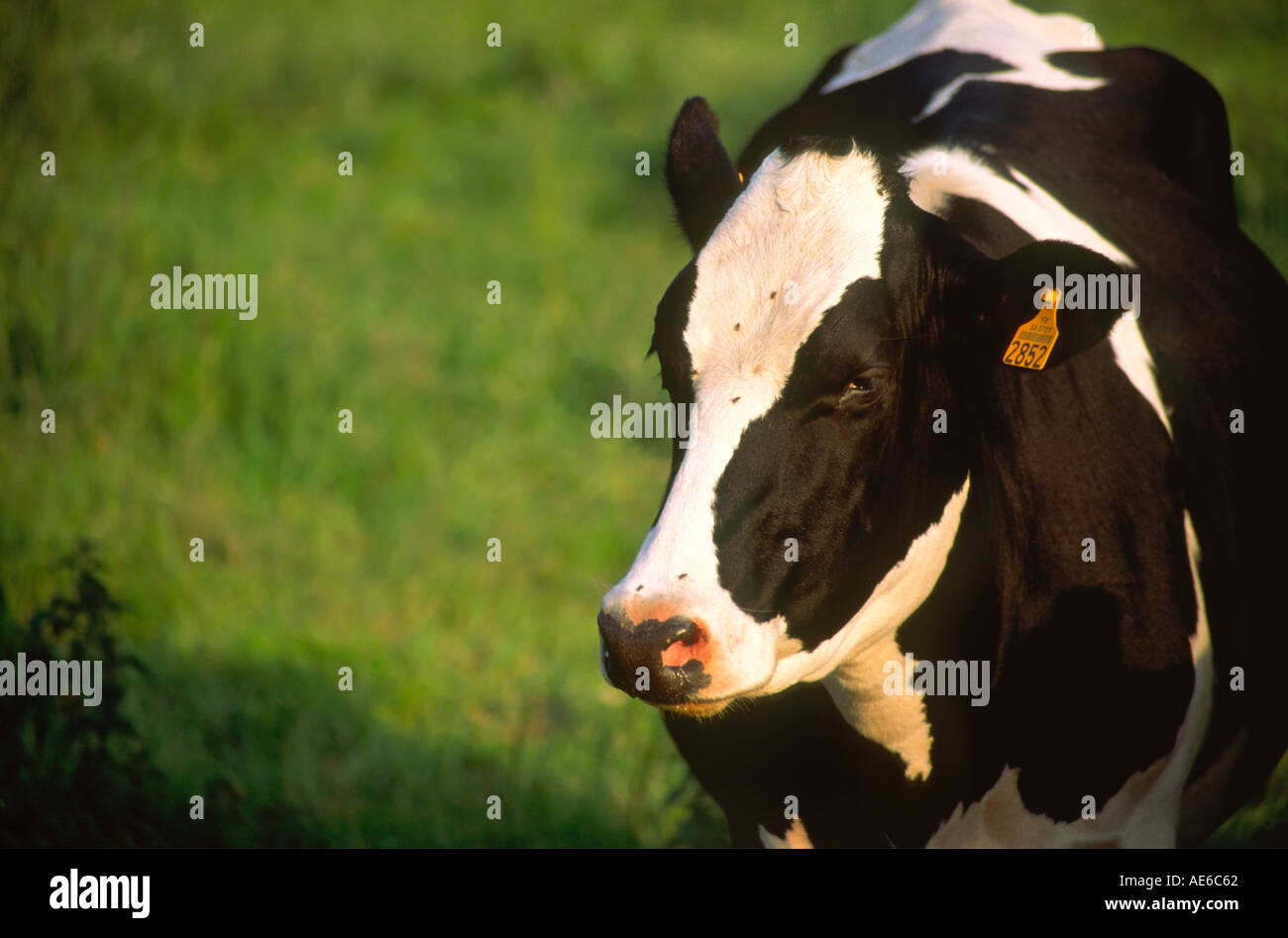 Friesian black and white cow grazing in a field Stock Photo - Alamy