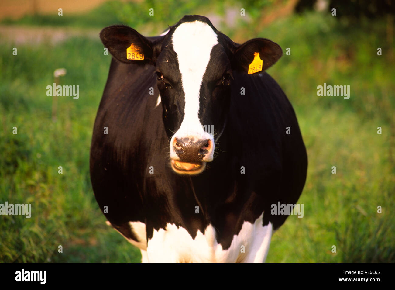 Friesian black and white cow grazing in a field Stock Photo - Alamy