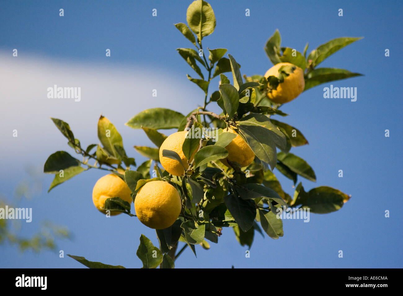 Fruit of a subtropical citrus lemon tree with blue sky Stock Photo - Alamy