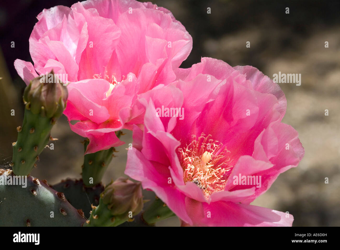 Prickly Pear Cactus Opuntia phaeacantha in bloom Stock Photo