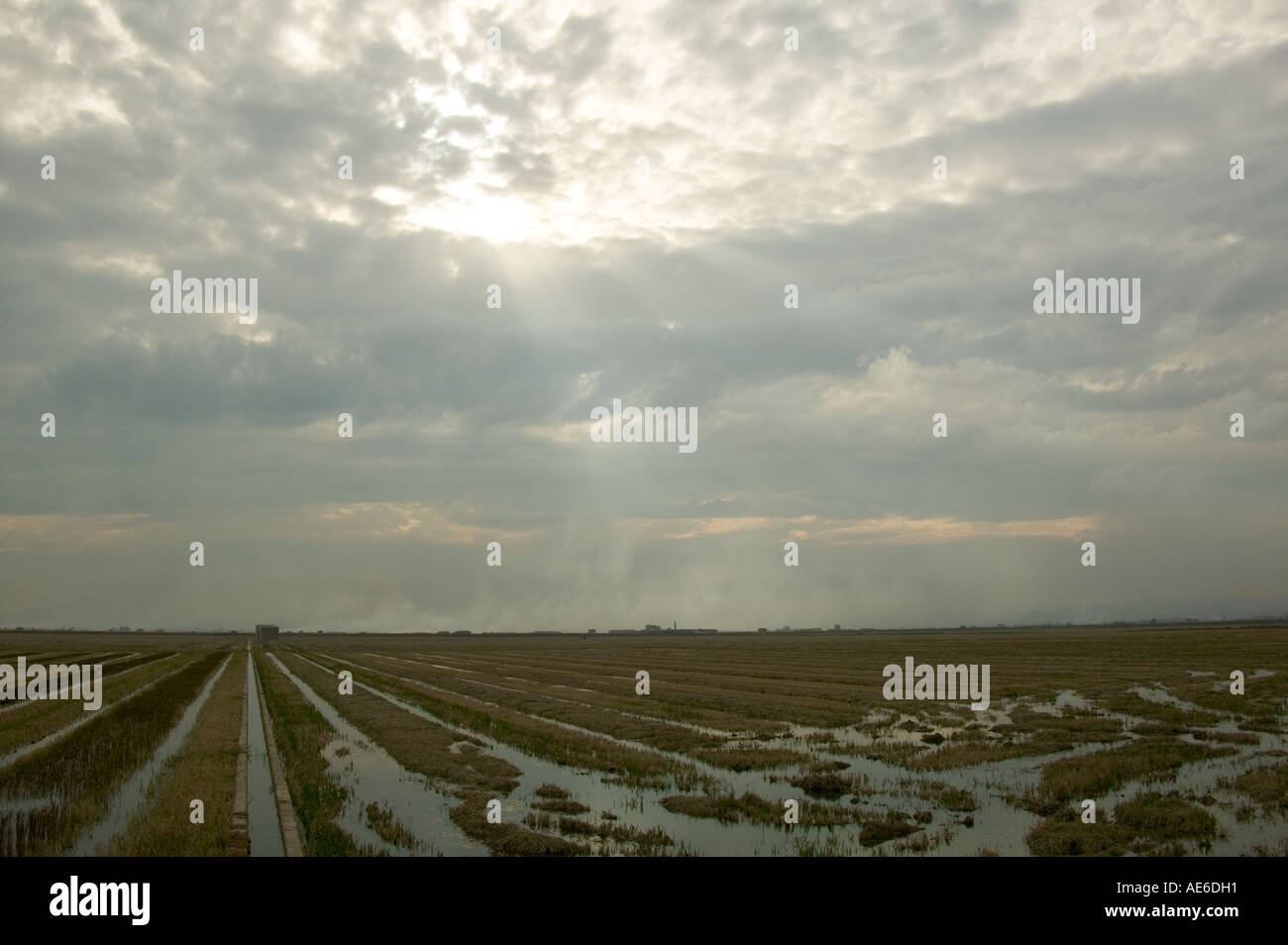 Paella rice fields, La Albufera, Valencia, Comunidad Valenciana, Spain, Europe Stock Photo Alamy