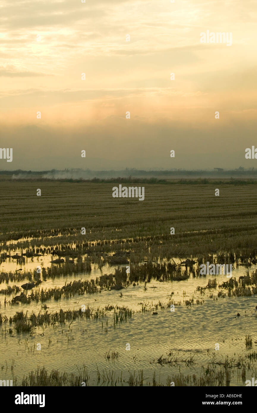 Paella rice fields, La Albufera, Valencia, Comunidad Valenciana, Spain, Europe Stock Photo Alamy