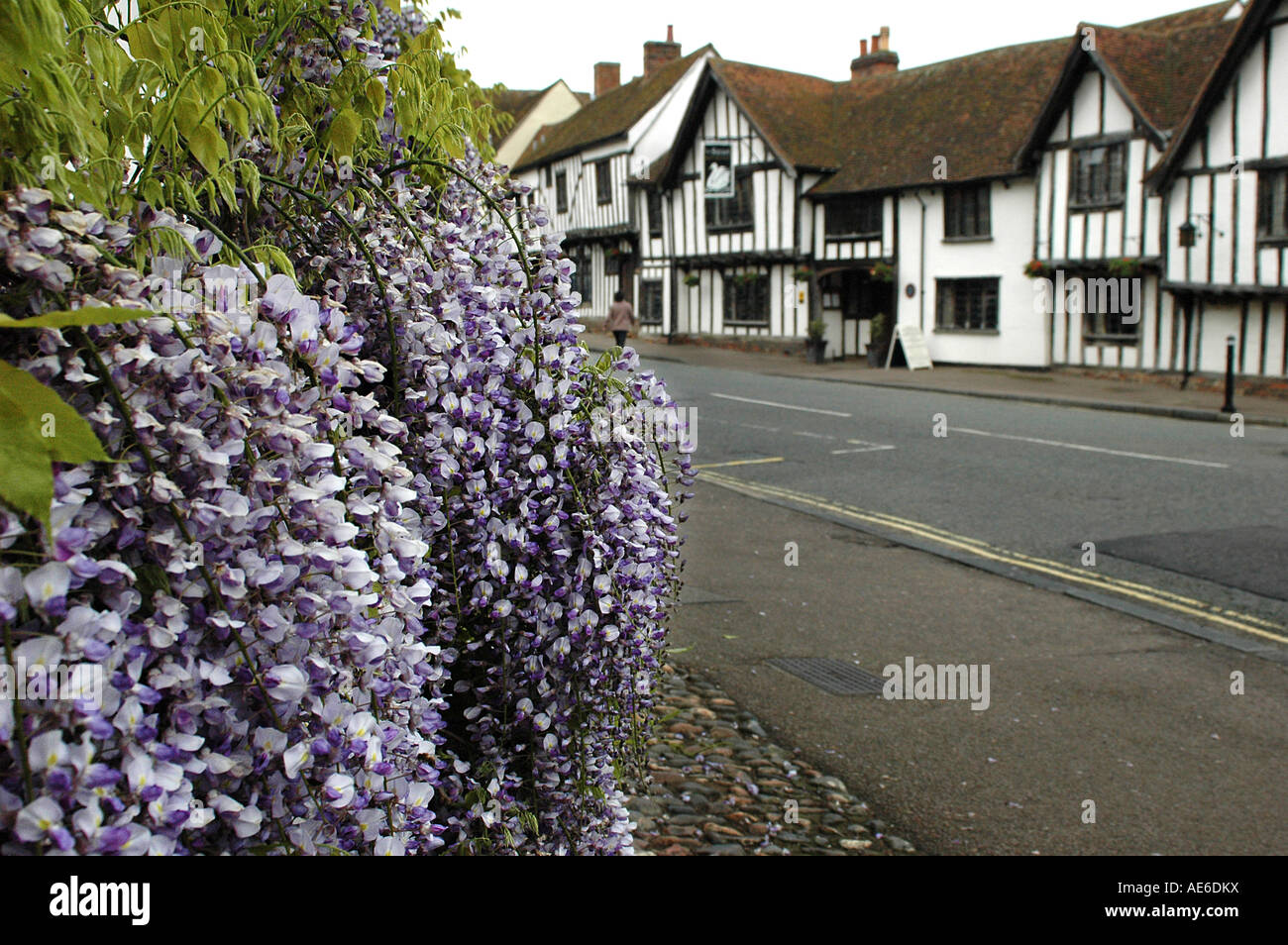 Wisteria in an English country village Stock Photo