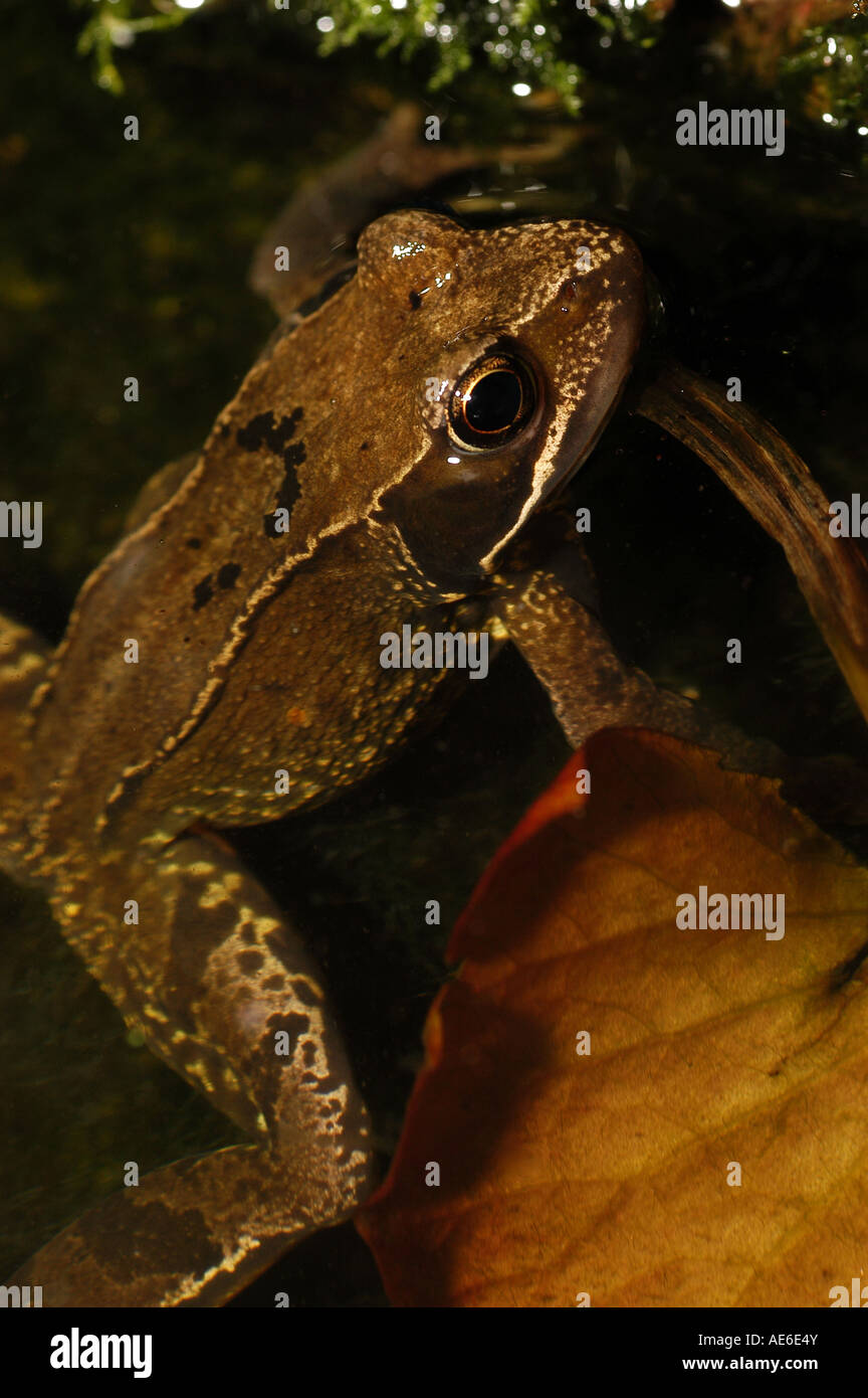 Common Frog Stock Photo