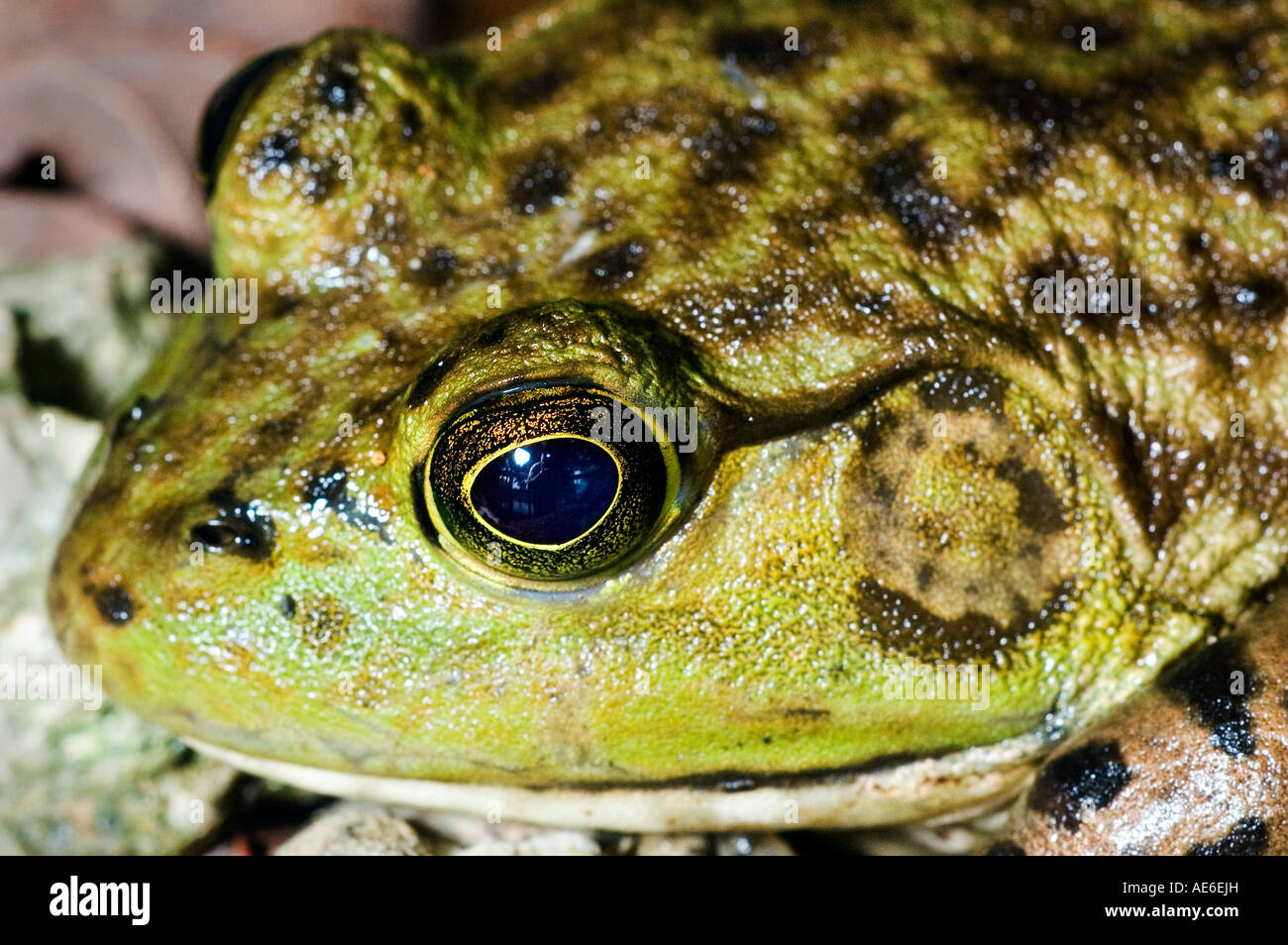 A frog sitting on the ground.  Frogs have declined in number due to the disease chytridomycosis and global climate change Stock Photo