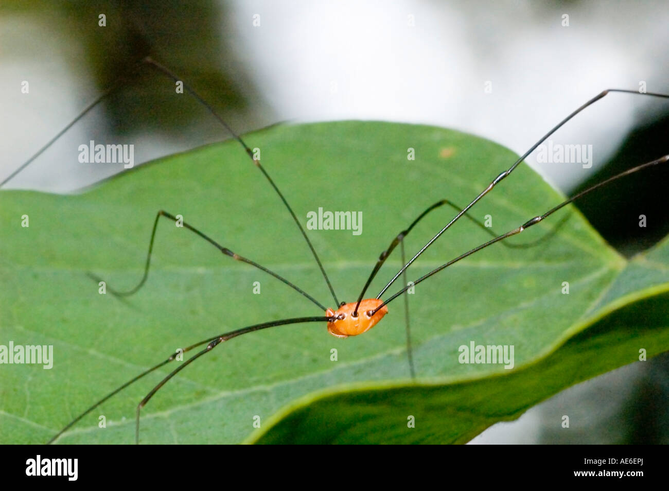 daddy long legs on a leaf Stock Photo
