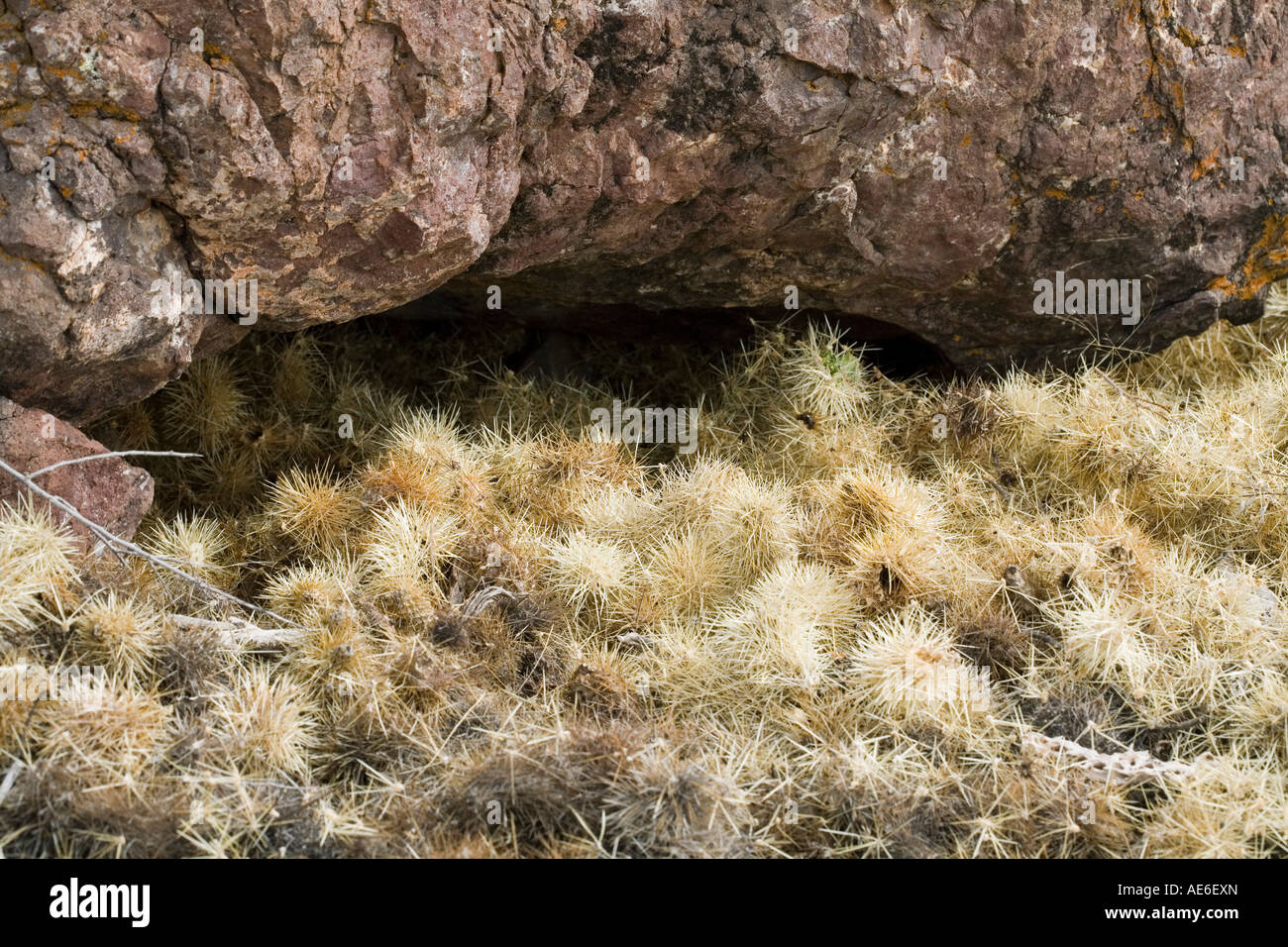 Pack Rats Neotoma place Cholla balls around the entrance of their nests to protect them from predators Southern Arizona Stock Photo