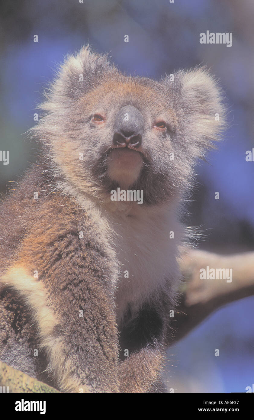 Australian Koala on Phillip Island Victoria Phascolarctos cinereus ...