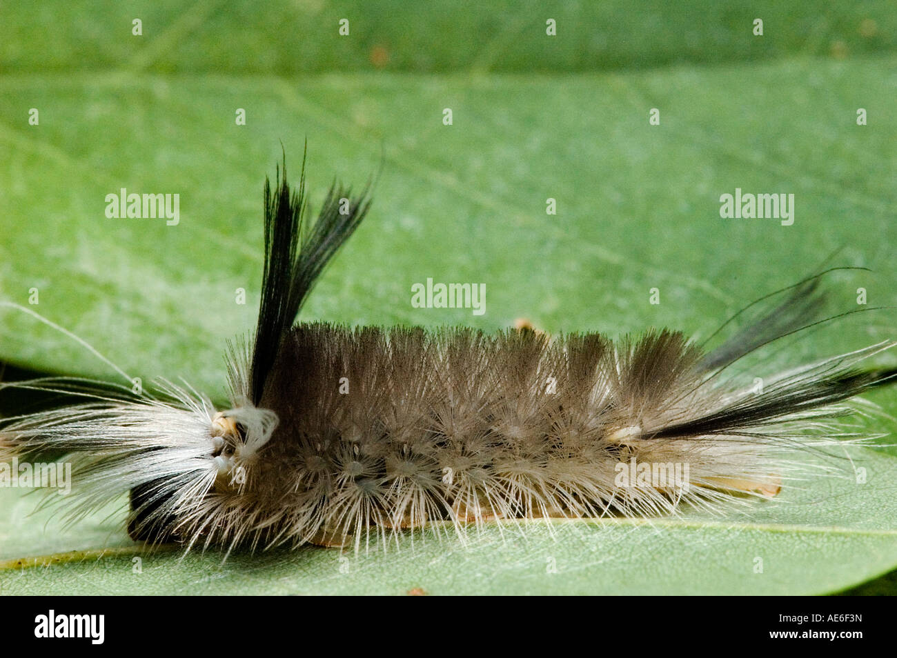 Furry caterpillar on a leaf Stock Photo