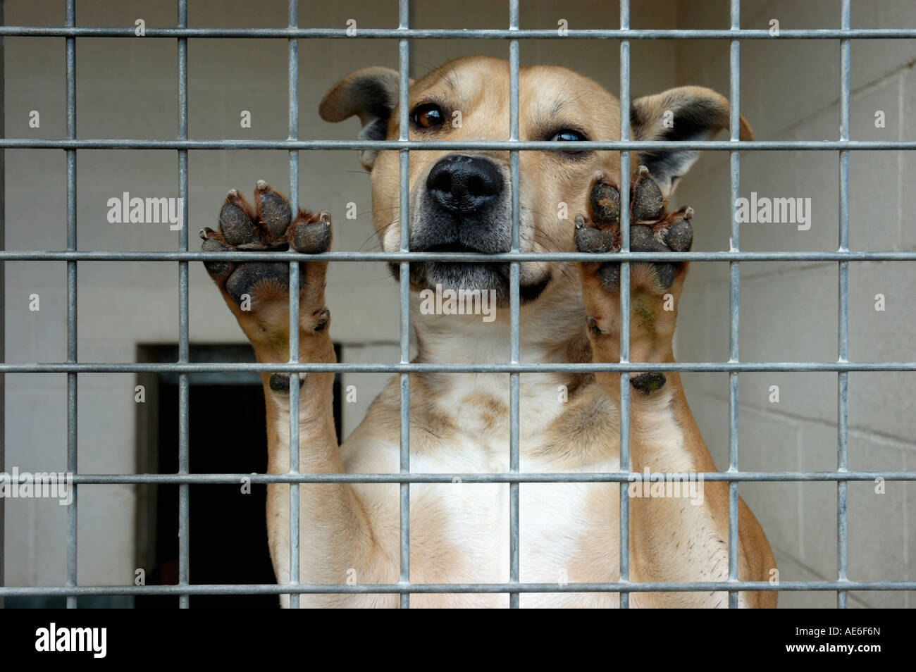 Unwanted dogs left at RSPCA kennels Stock Photo Alamy
