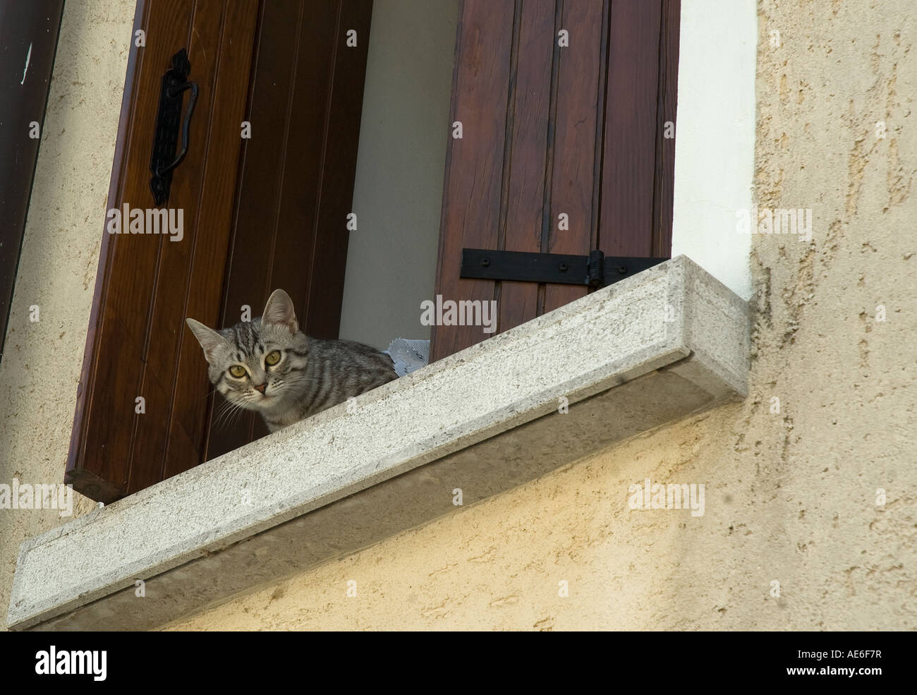 a cat on the window Stock Photo