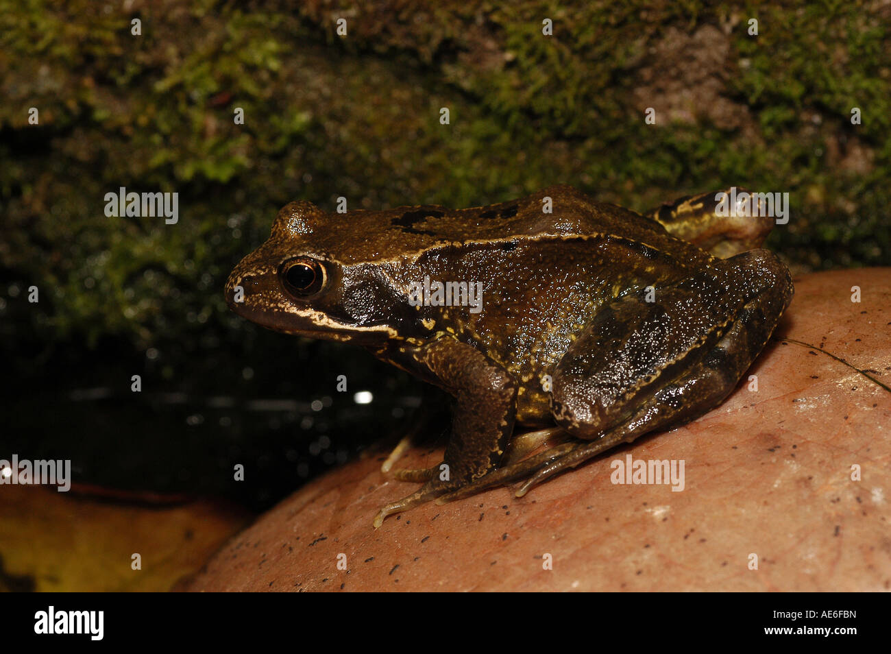 Common Frog sat on pebble Stock Photo