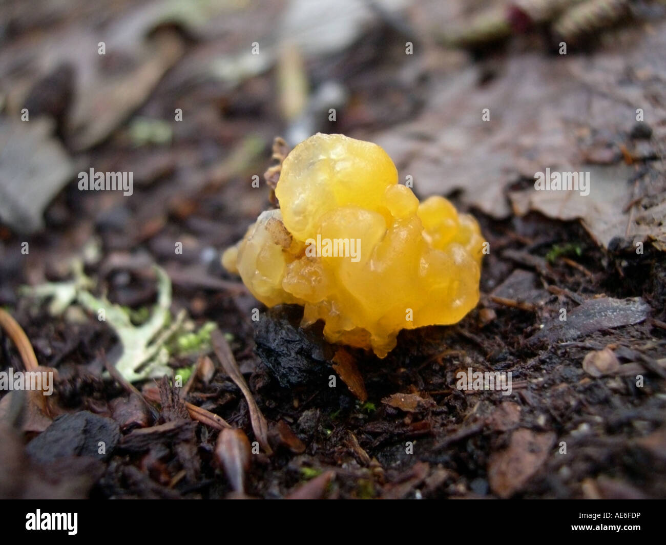 Yellow slime mold Stock Photo