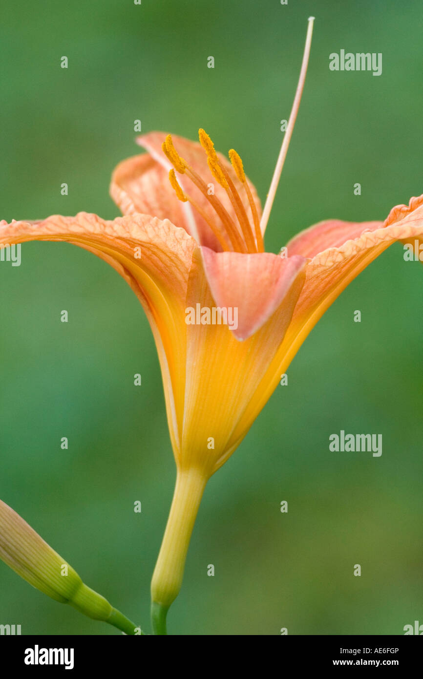 orange Lilium - Lilium Stock Photo