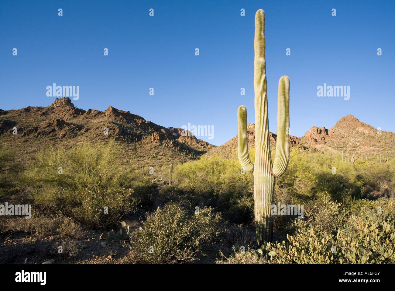 Saguaro Cactus Carnegiea gigantea aka Cereus giganteus Saguaro National ...