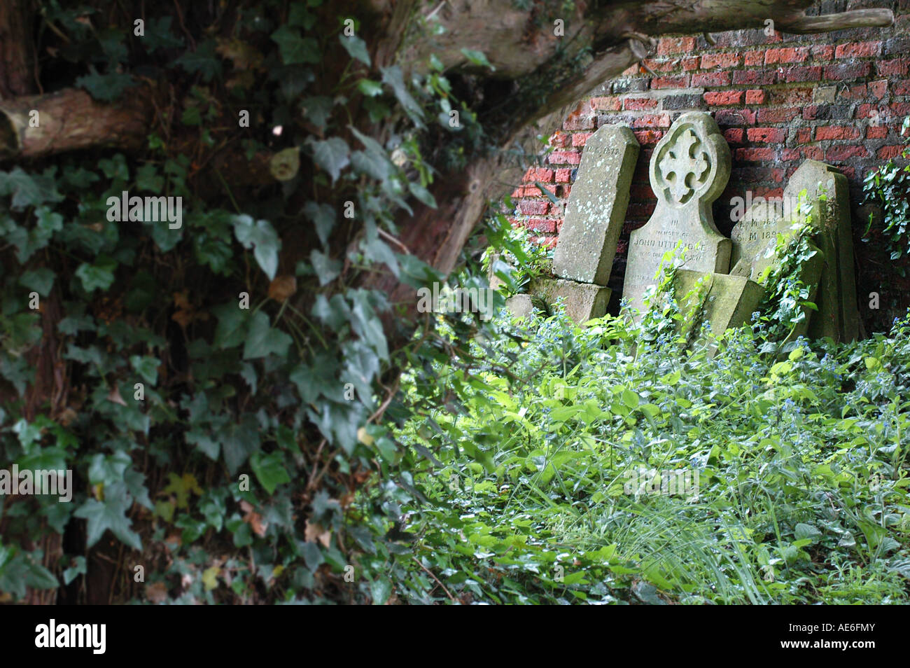 Gravestones in a cemetary with ivy and wall and space for copy Stock Photo