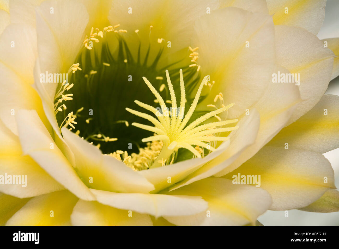 Yellow hybrid Trichocereus cactus flower Stock Photo