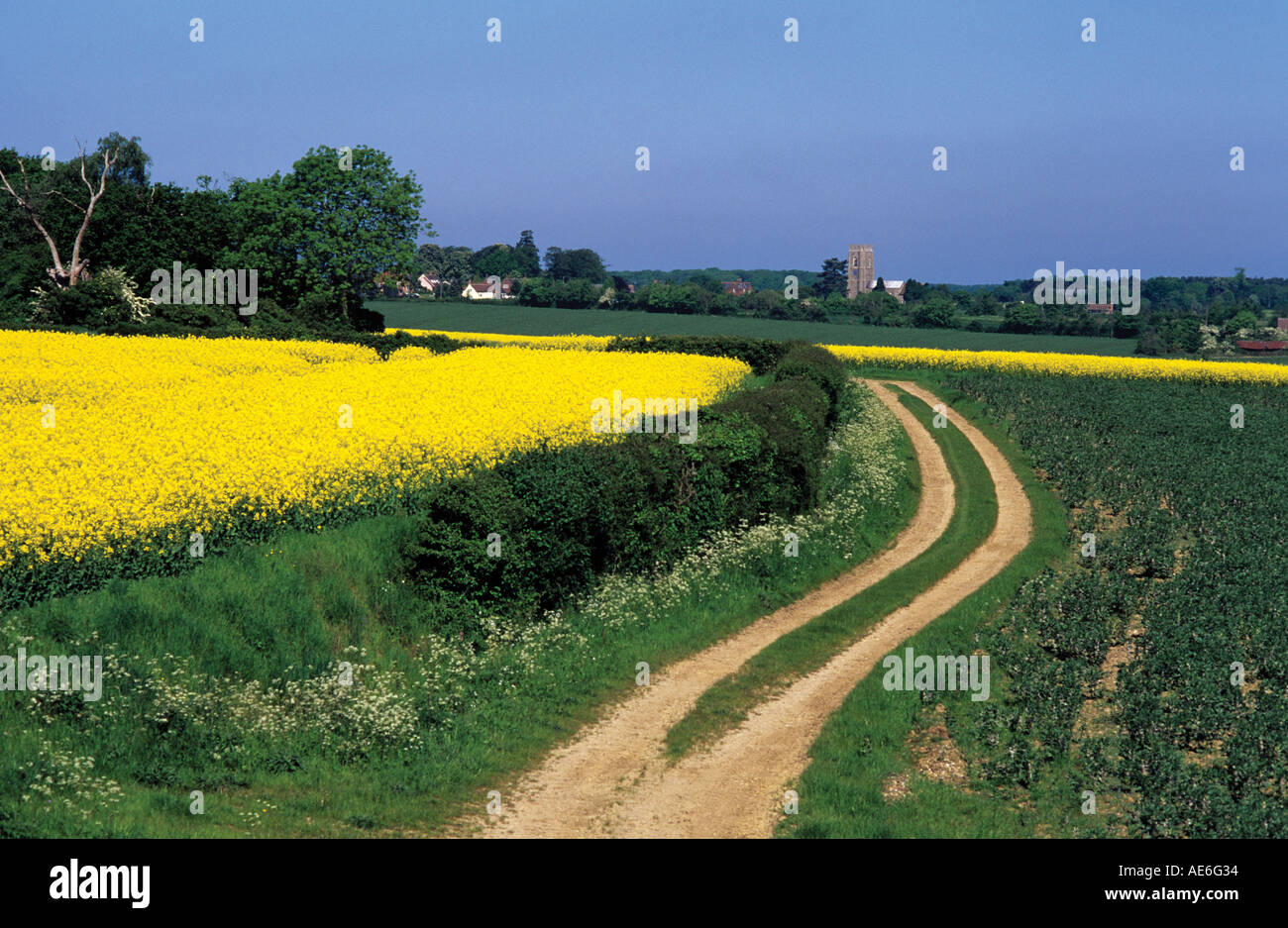 Rural lane curves through fields towards the Suffolk village of Kersey England Stock Photo
