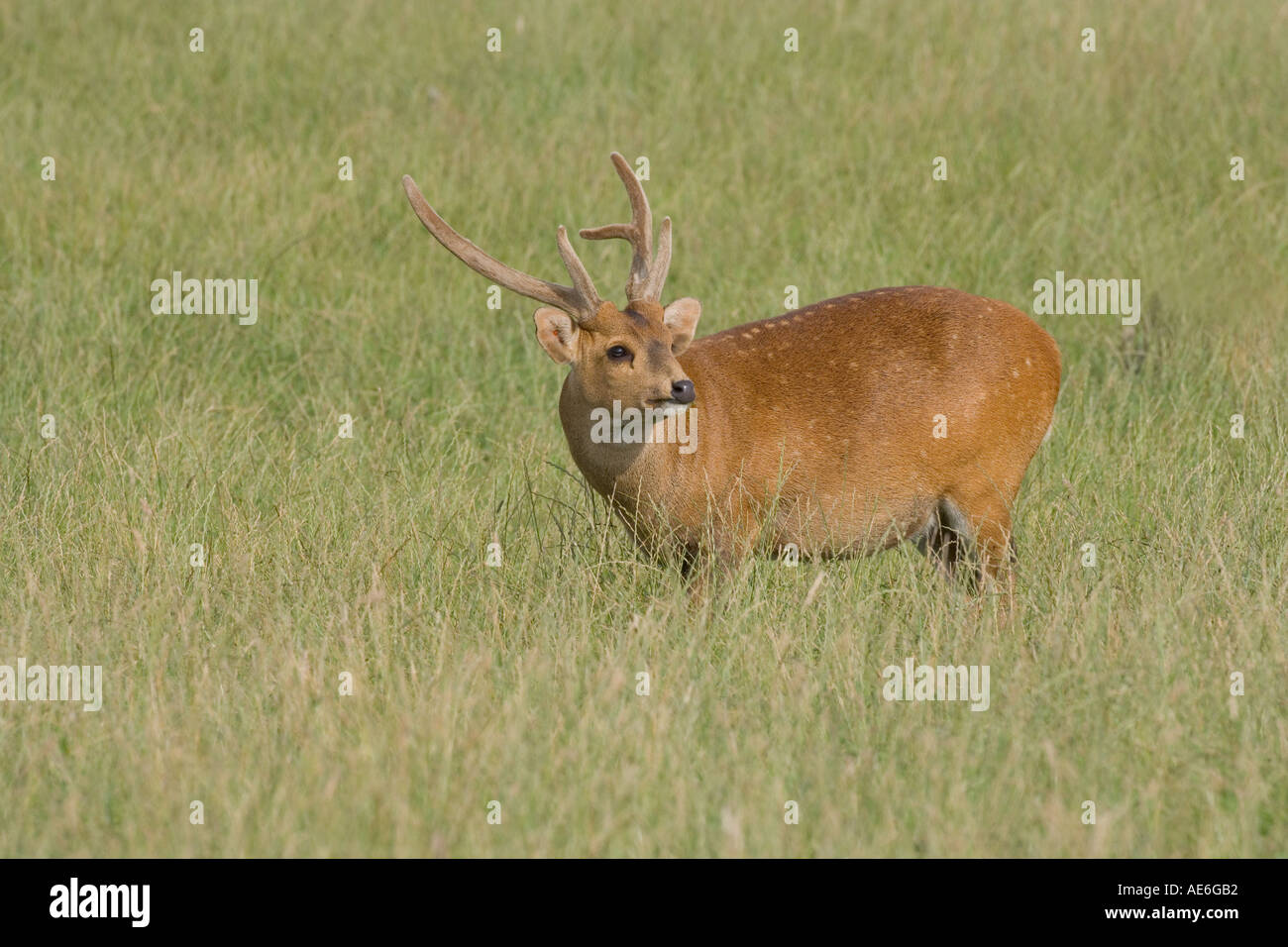 Short legs long body hi-res stock photography and images - Alamy