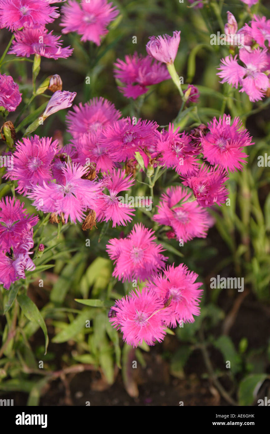 A vertical image of a cluster of pink Dianthus flowers showing green foliage and growing in a garden. Stock Photo