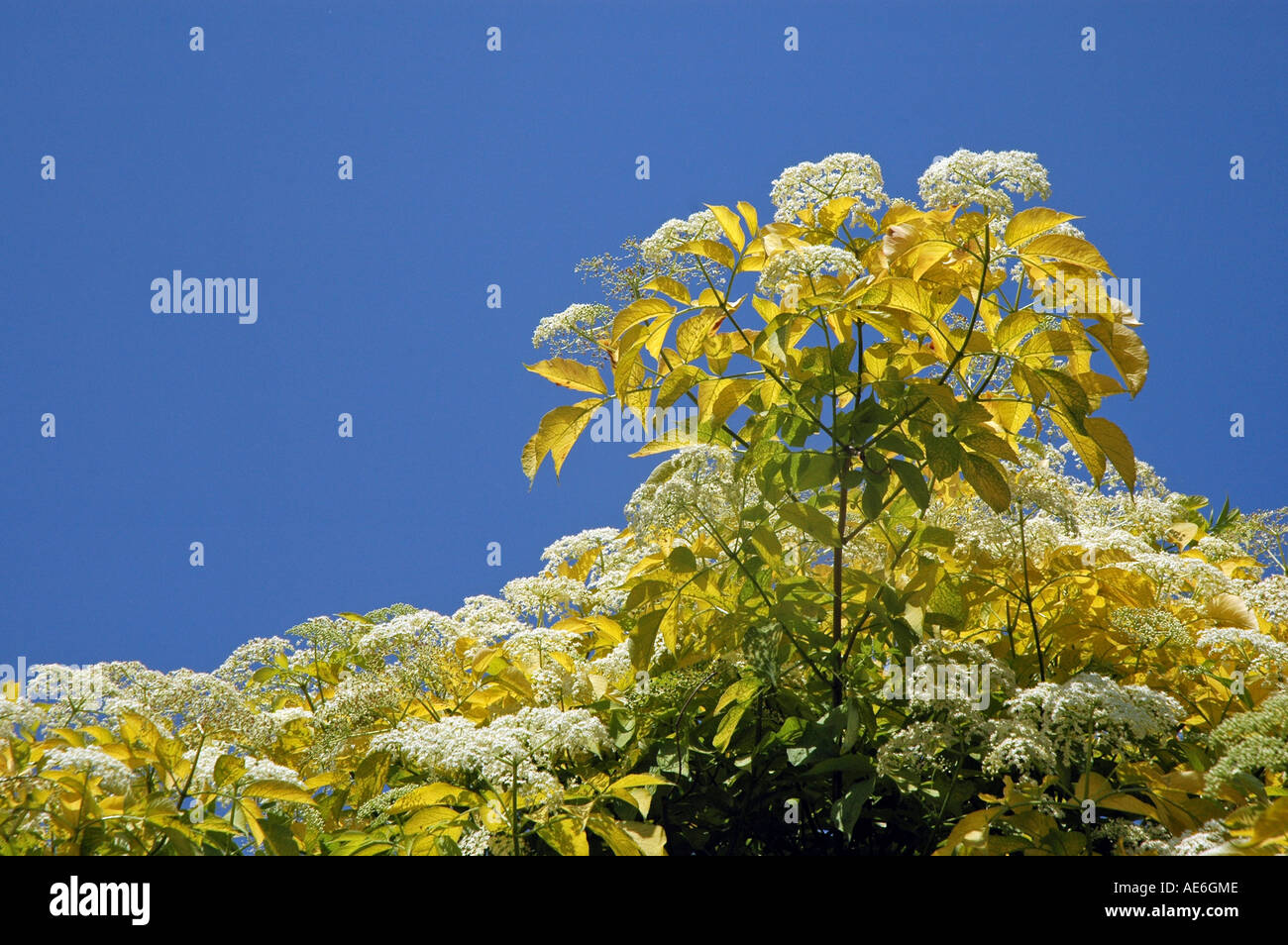 Golden Elder Sambucus Nigra Aurea also called Black Elder or Bourtree ...