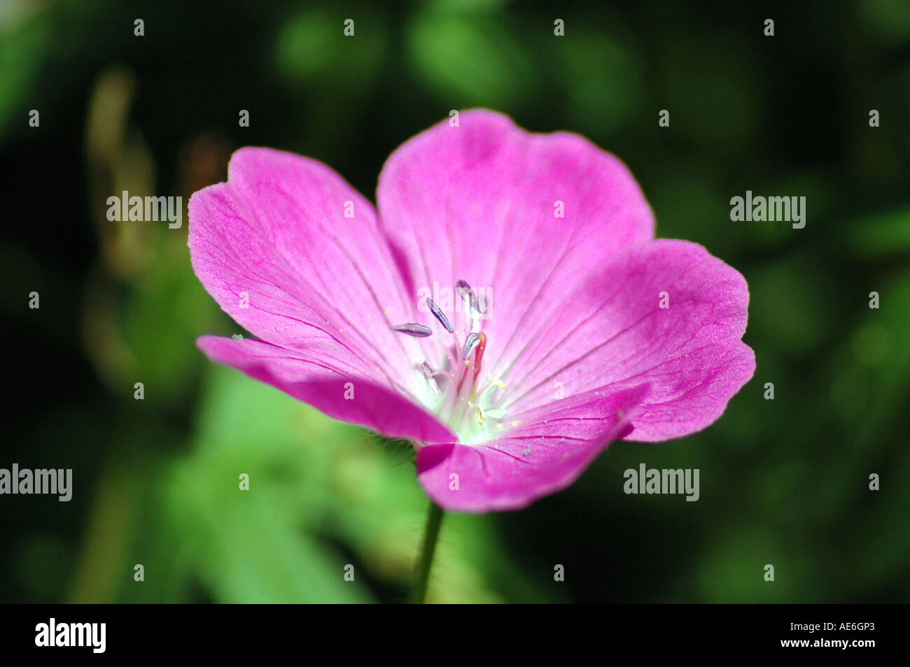 Cranesbill geranium Geranium sanguineum also called Bloody Cranesbill or Hardy Geranium Stock Photo