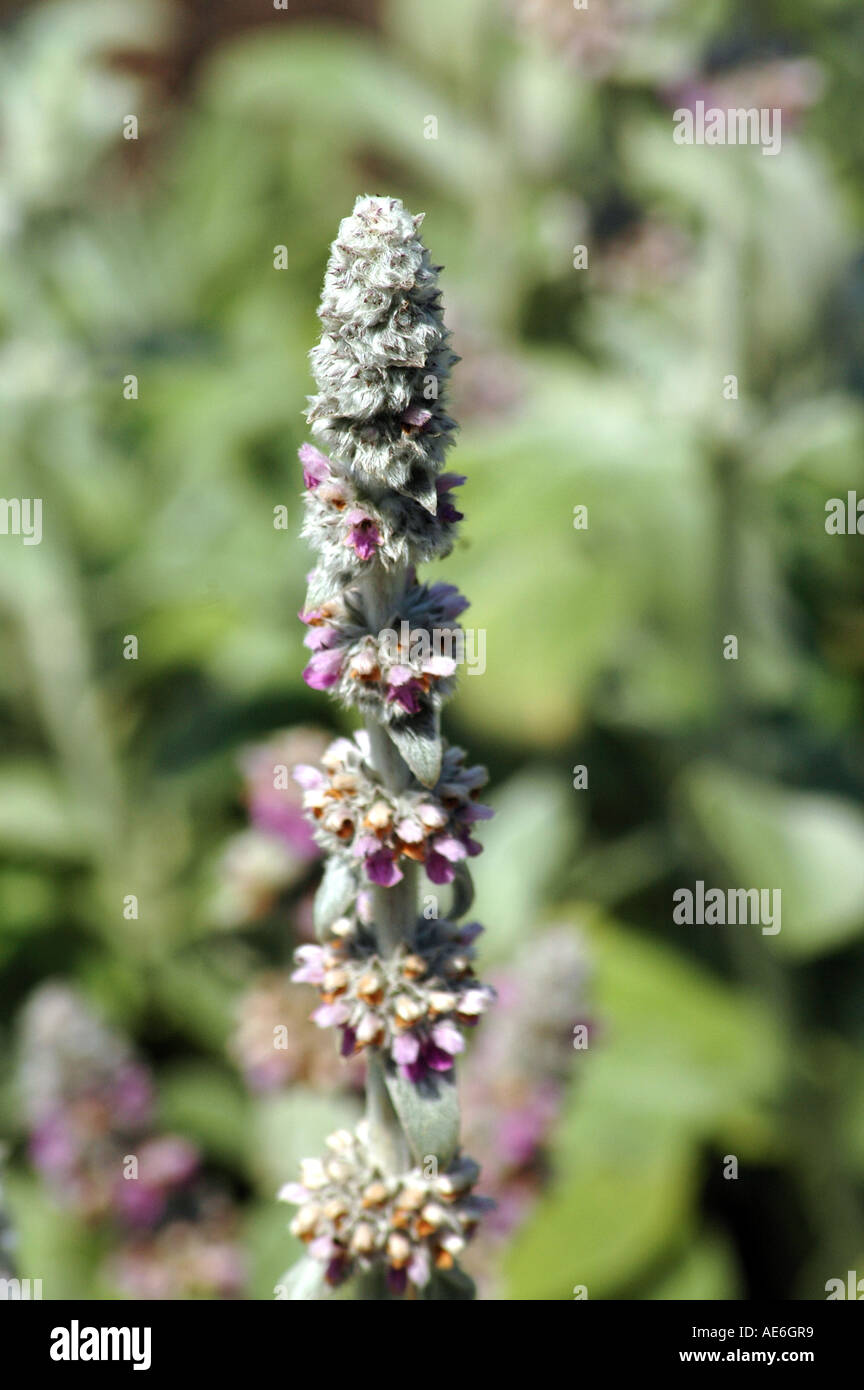 Lamb's ear Stachys byzantina also called Wooly betony or Woolly