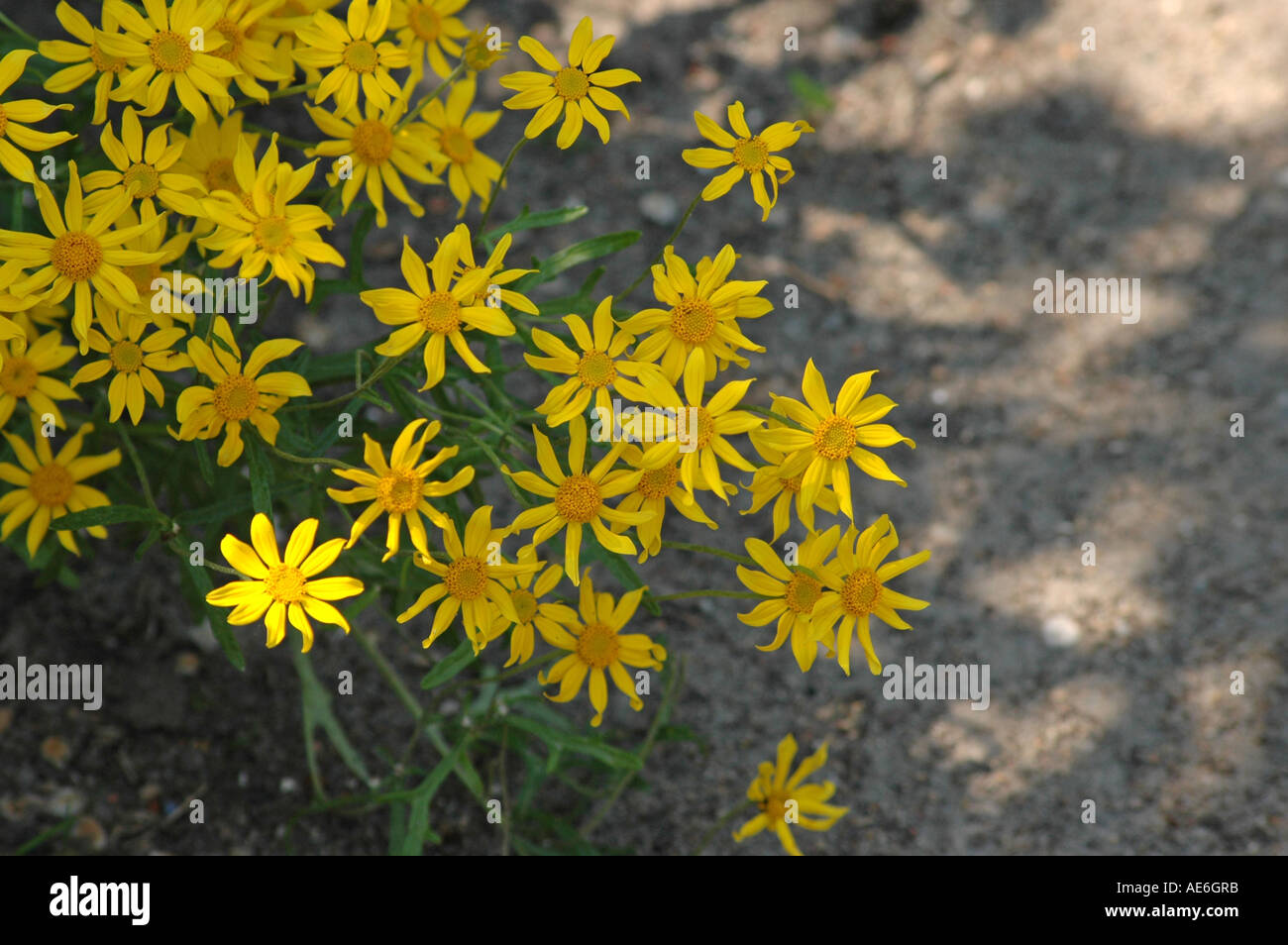 Woolly sunflower Eriophyllum lanatum also called Oregon sunshine Stock Photo