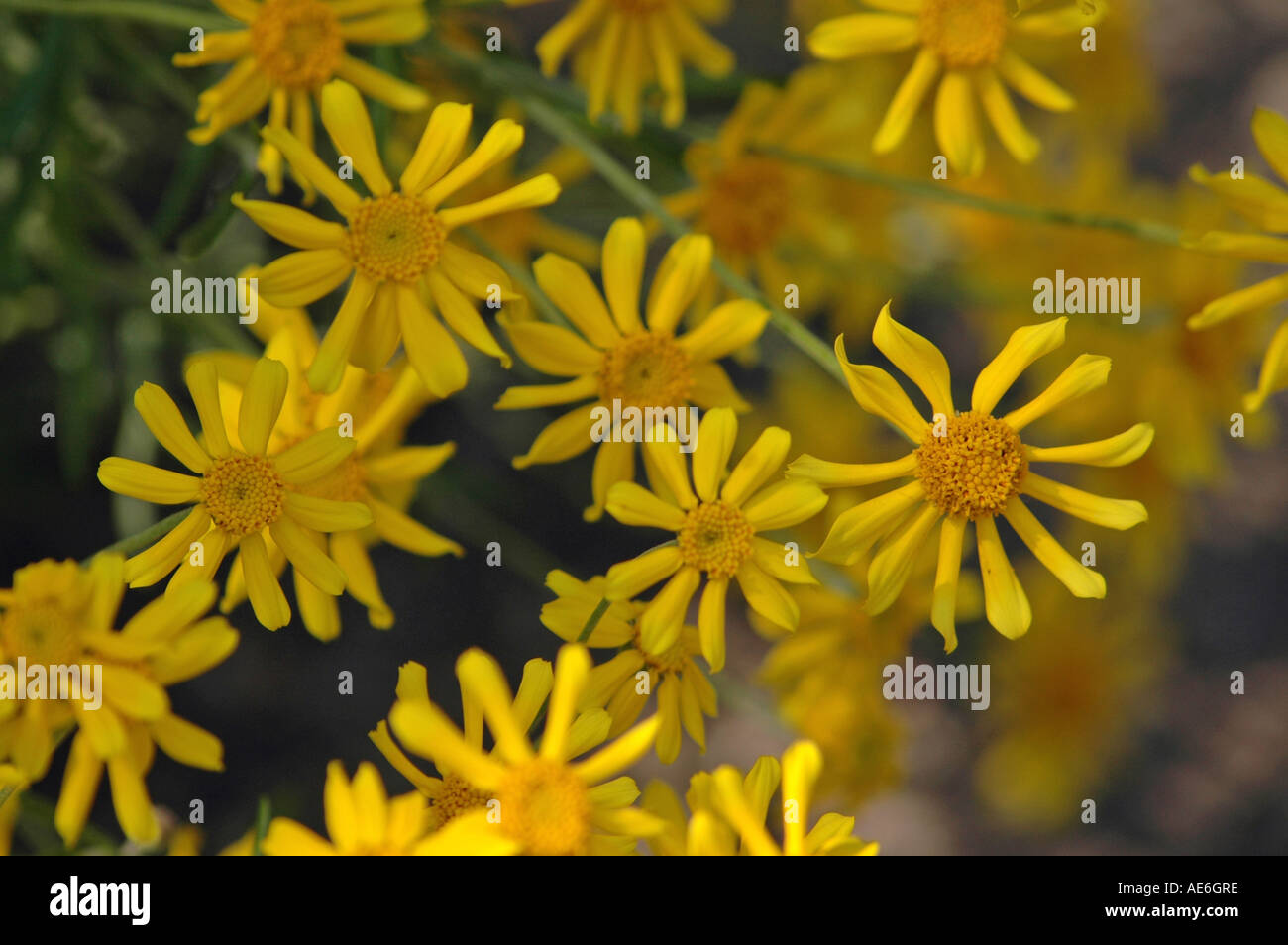 Woolly sunflower Eriophyllum lanatum also called Oregon sunshine Stock Photo