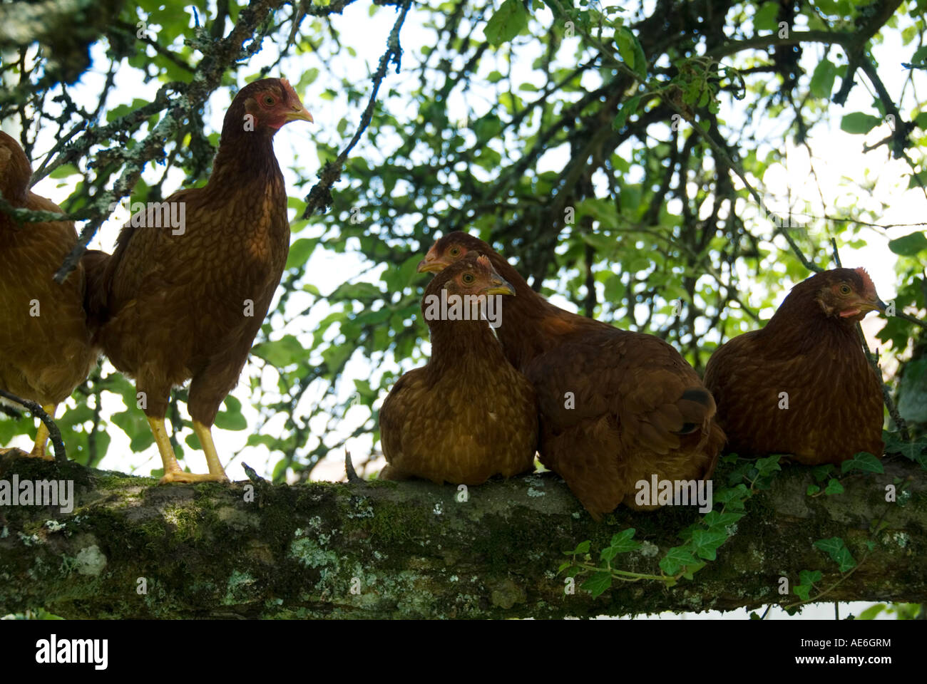 Roosting chickens hires stock photography and images Alamy