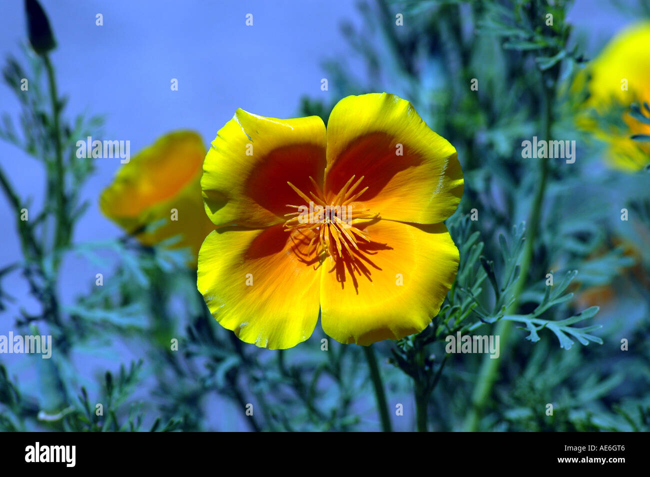 California poppy Eschscholtzia californica Stock Photo